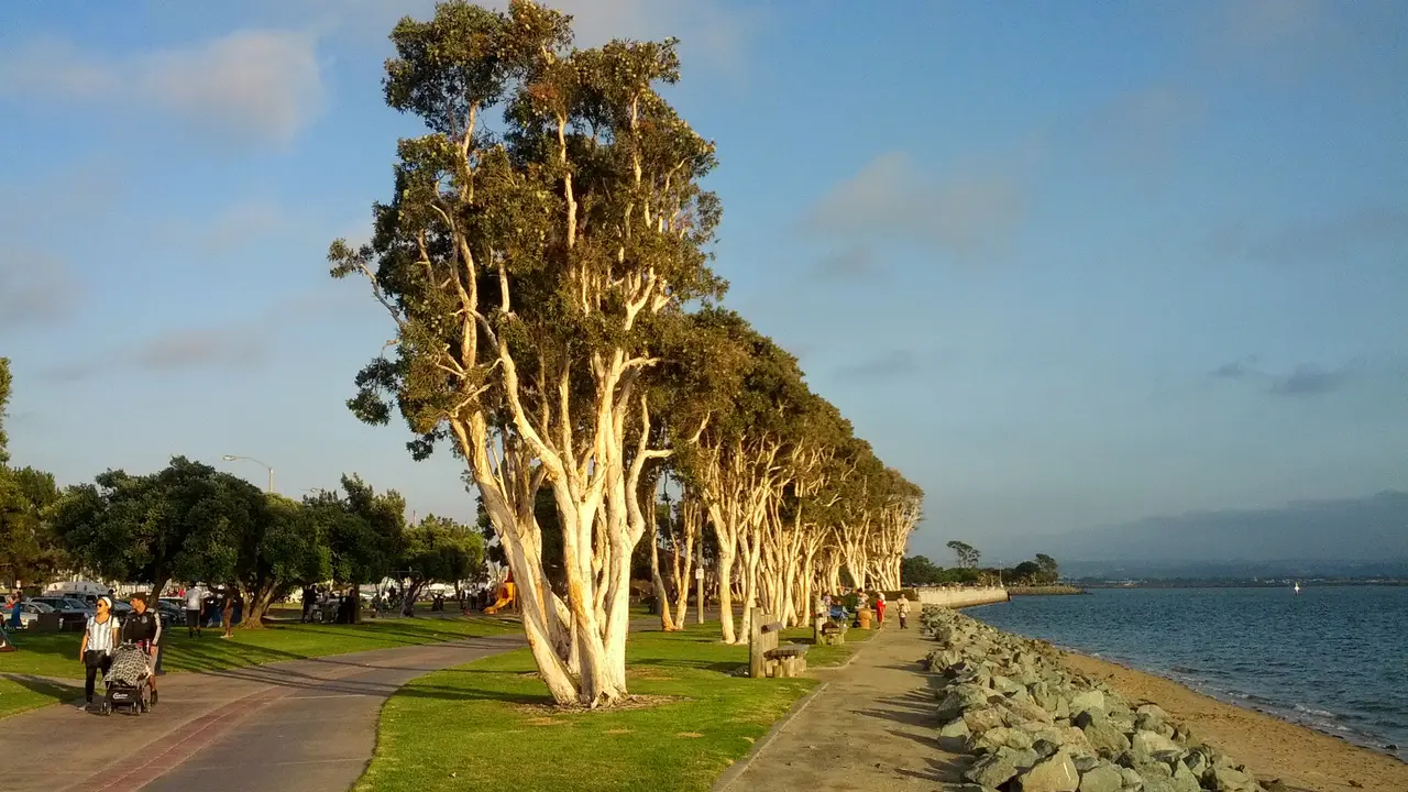 Eucalyptus-lined path, Chula Vista Bayfront Park