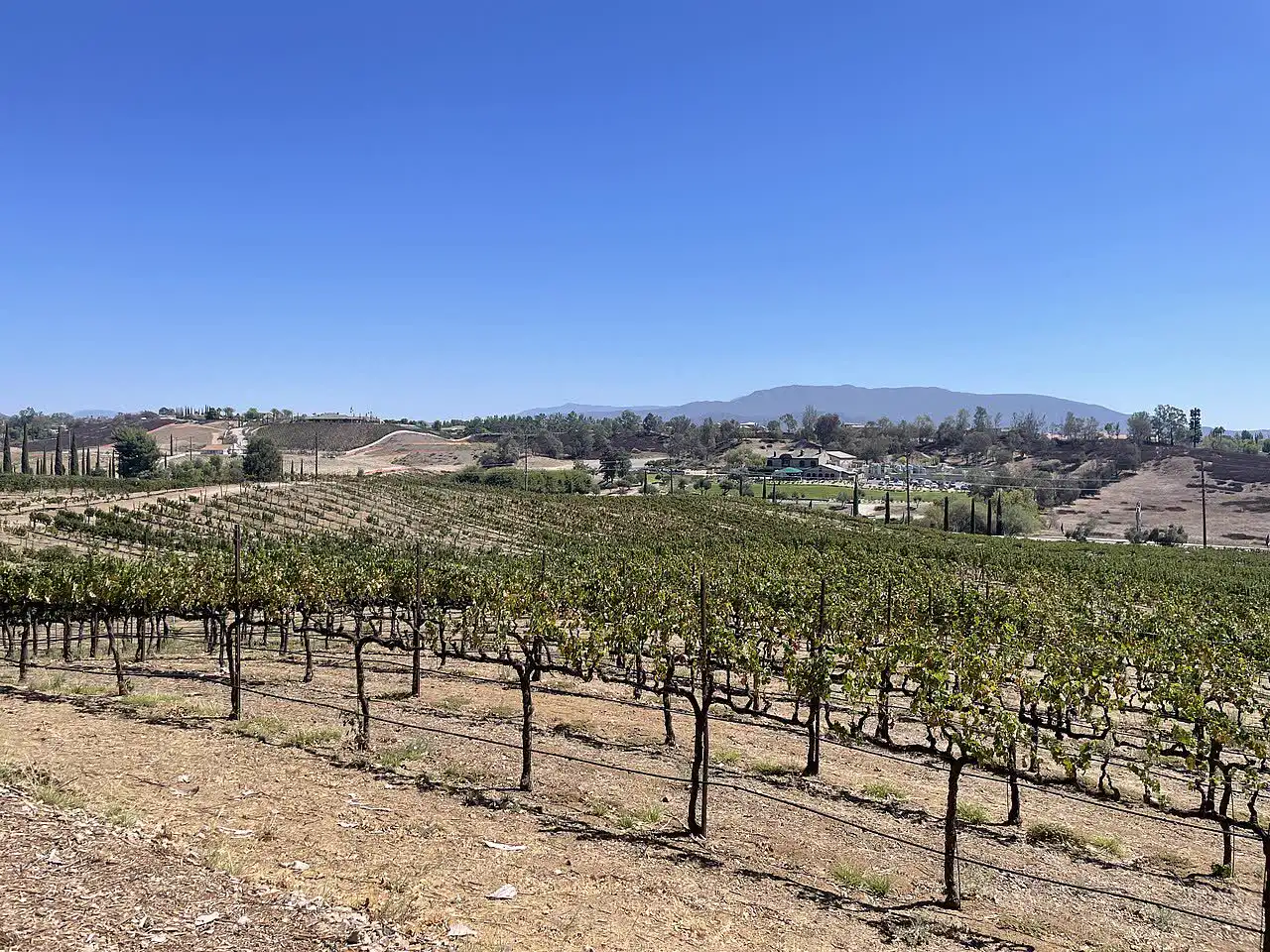Temecula Valley vineyards